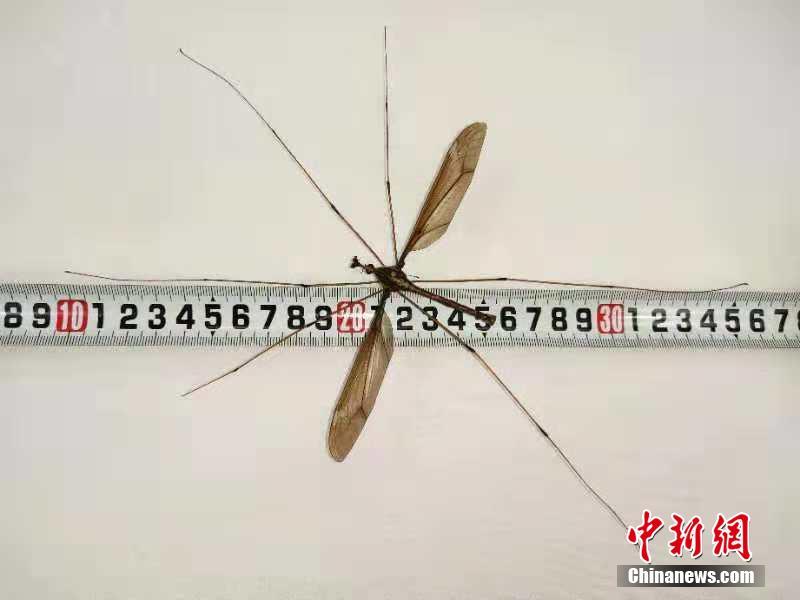 2024闲鱼找妹妹最新暗号_狂暴,闲鱼搜索妹子