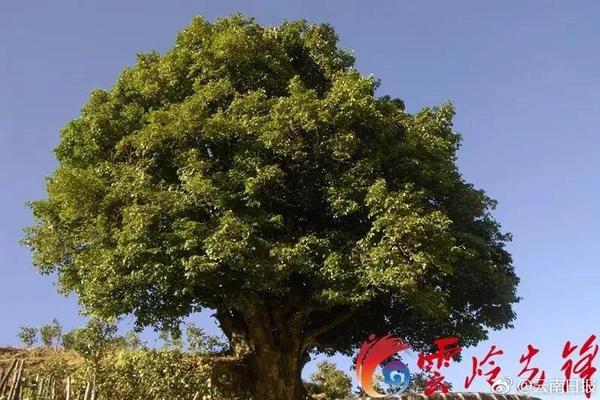 上门推油,上门推拿按摩正规吗