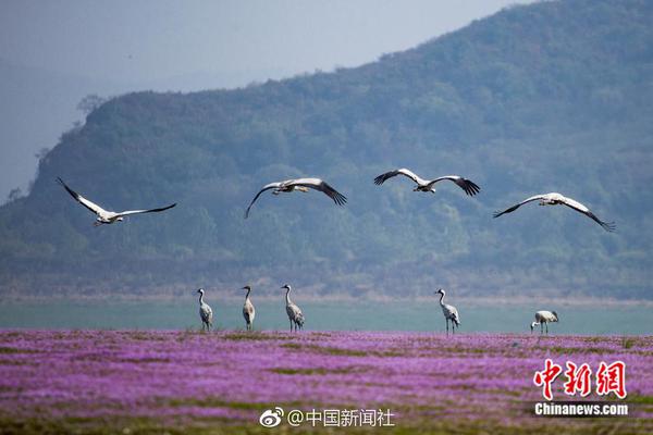 医疗器械行业_51风楼阁登陆
