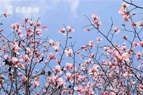 保险_郑州哪里有好茶