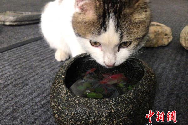 电子政务:qq附近的人上门安全吗可靠吗