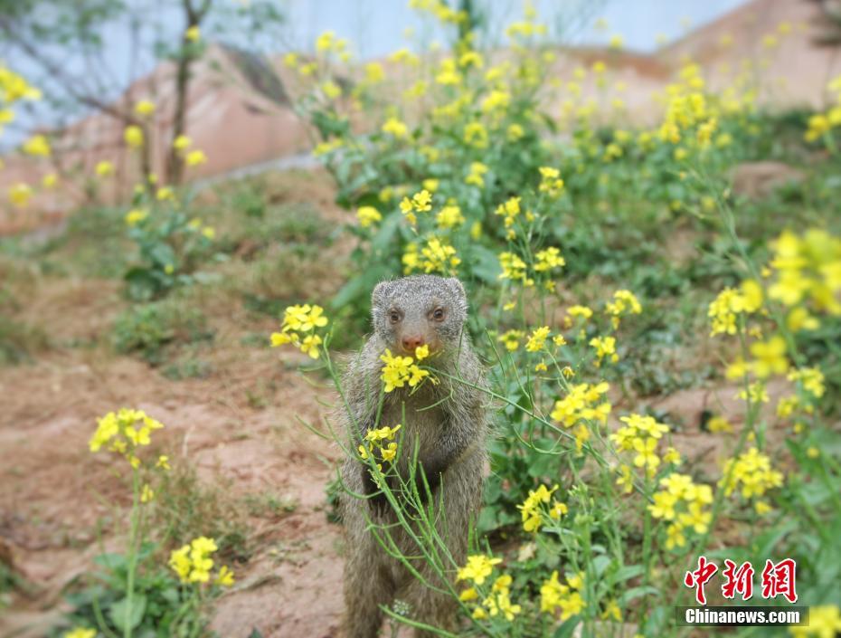 咨询_2024闲鱼找妹妹搜索什么