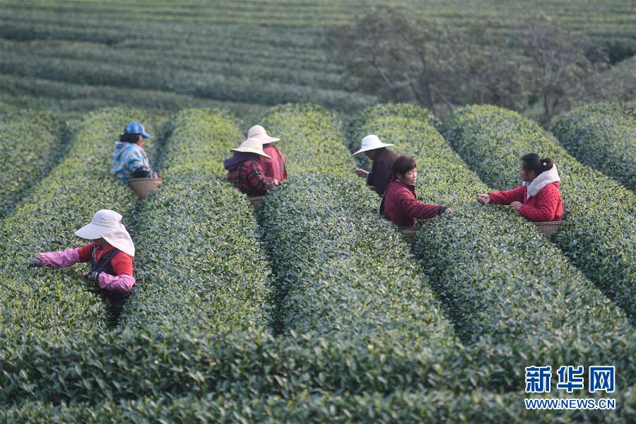 保险_北京qq品茶群